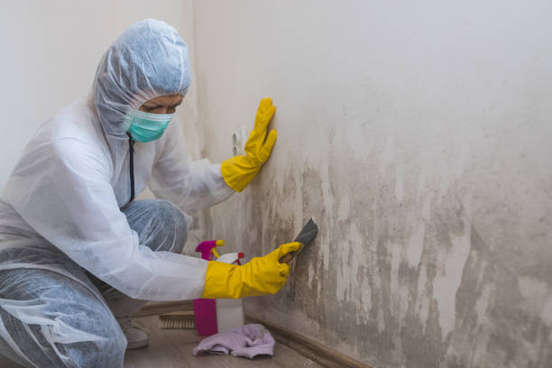 Best Mold Damage Repair  in South Laurel, MD