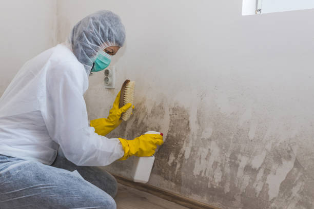 Best Mold Damage Repair  in South Laurel, MD