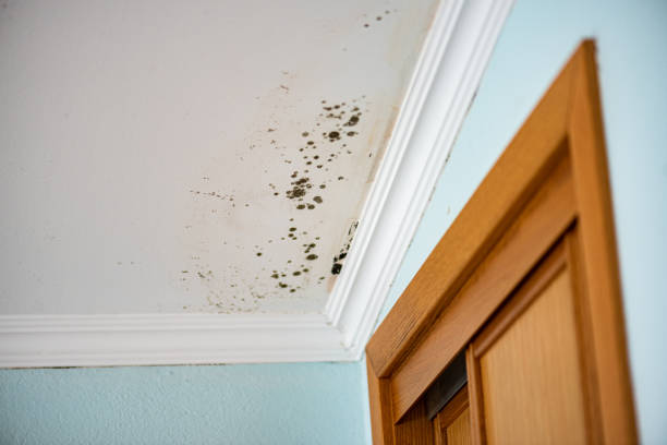 Mold Testing and Removal in South Laurel, MD