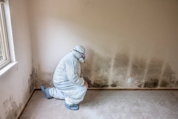 Best Attic Mold Removal  in South Laurel, MD